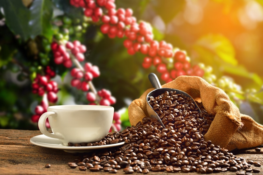 Coffee beans with a cup of coffee in front of a coffee plant